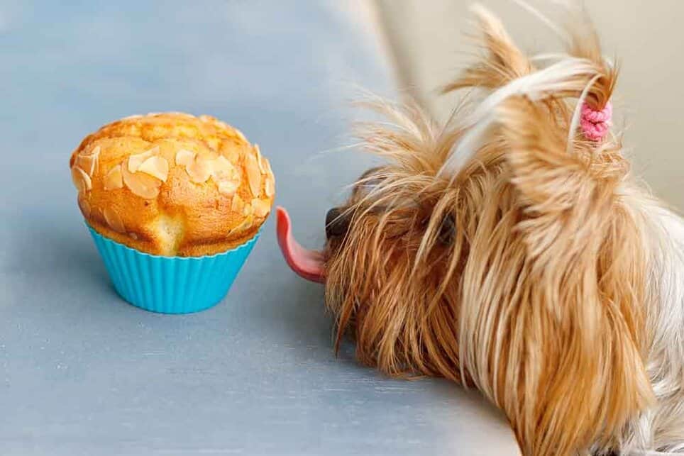 Yorkie throwing up undigested food on sale
